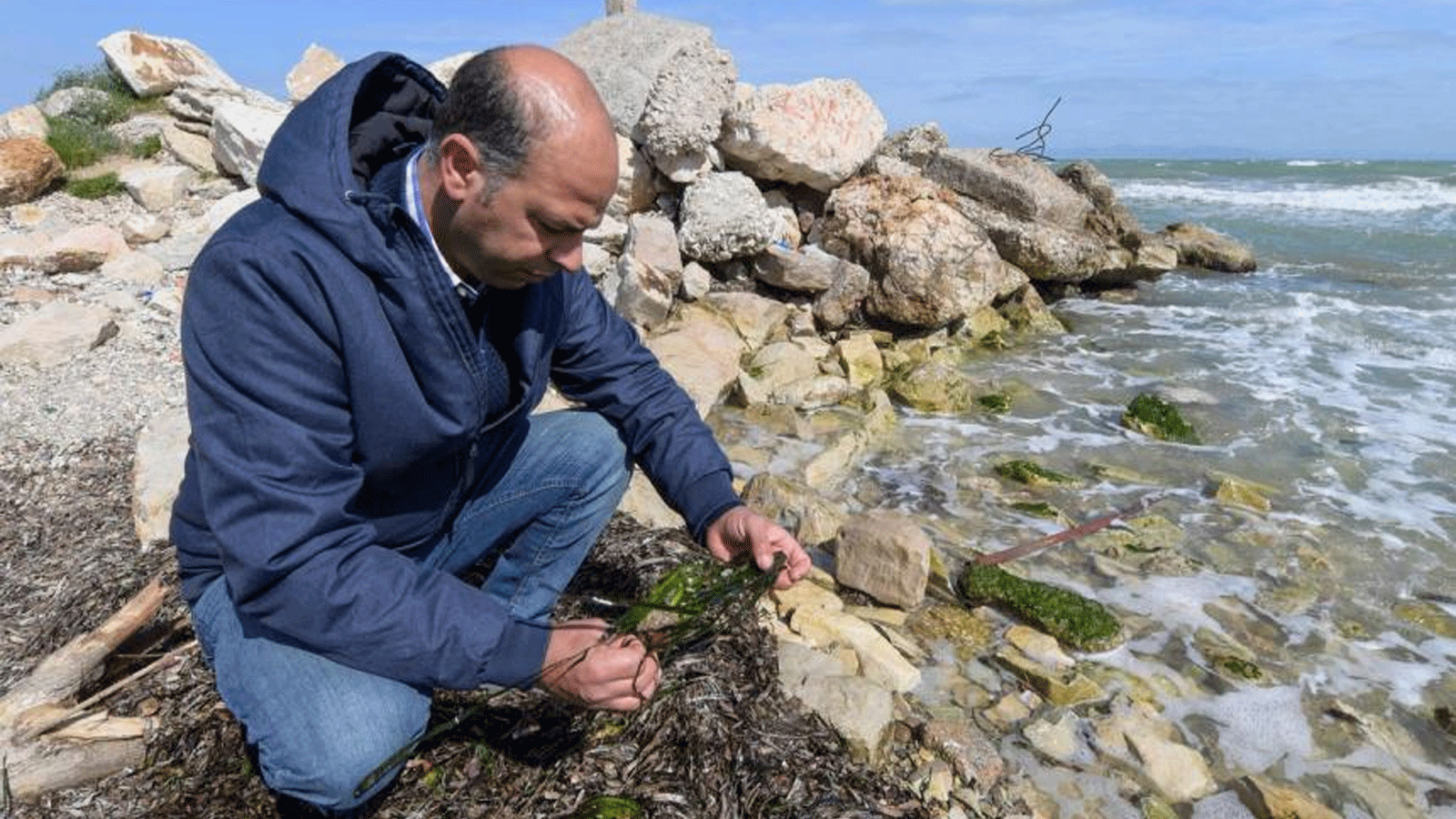 عالم الأحياء البحرية ياسين رمزي الصغير يتفقد نبتة بحرية من جنس Posidonia في تونس العاصمة في 14 آذار\مارس 2022