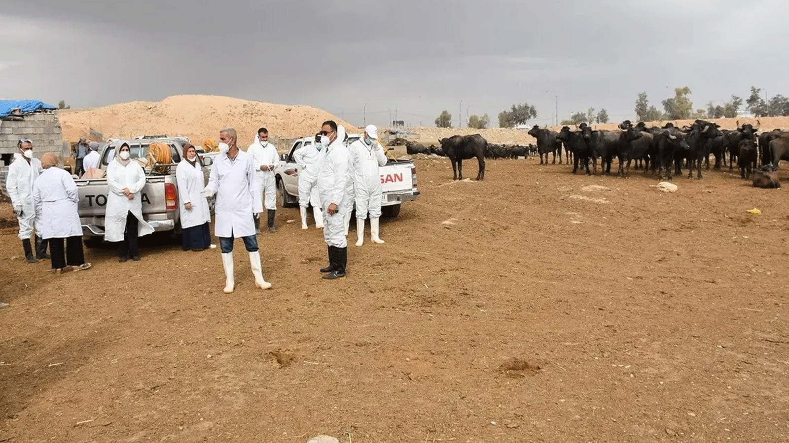 أعضاء فريق بيطري يستعدون لرش المطهر على الماشية في مدينة كركوك شمال العراق. في 7 مايو\أيار 2022، بعد يوم من تسجيل أول حالة وفاة بسبب حمى القرم والكونغو النزفية