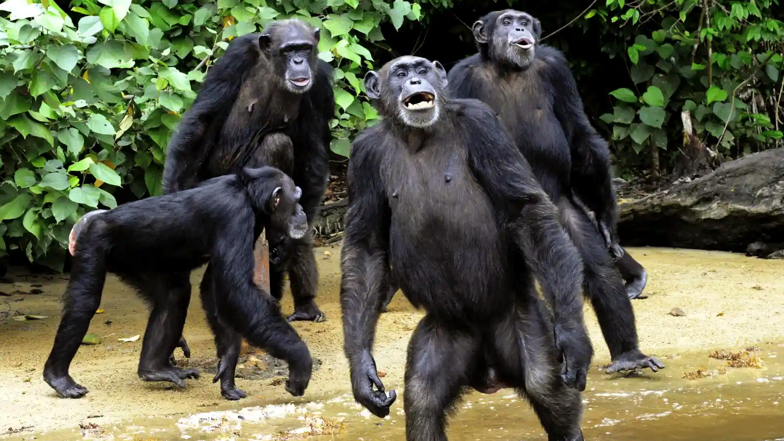 مجموعة قرود بمستعمرة الشمبانزي في ليبيريا