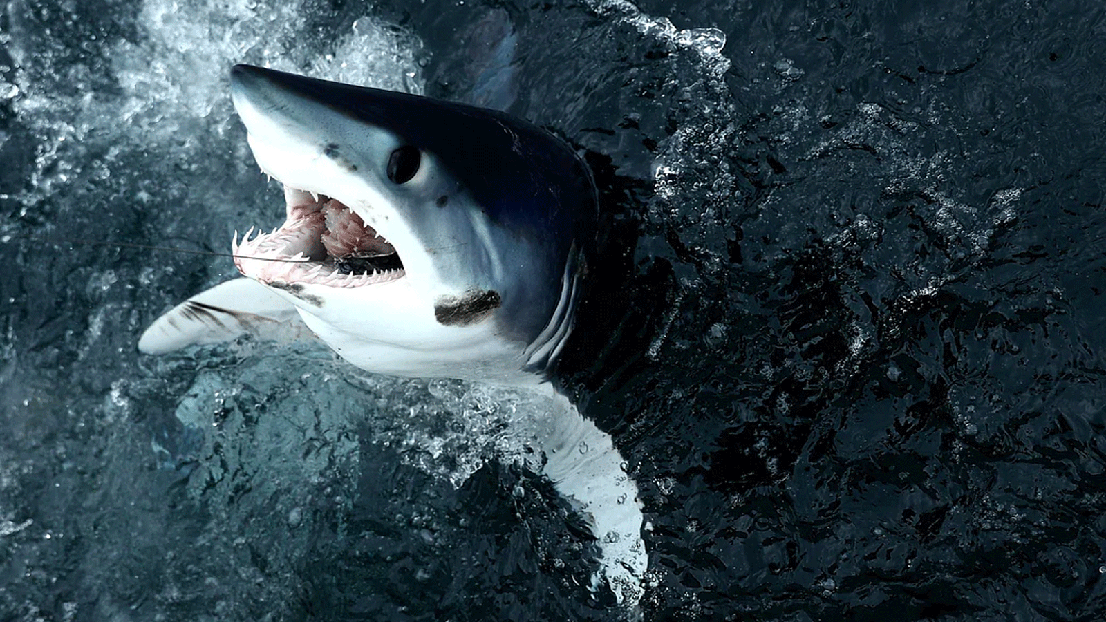  سمكة قرش ماكو قصيرة الزعانف تخرج من الماء بعد أن اصطادها إريك كيلي في كاليدا خلال بطولة شمال الأطلسي مونستر القرش الحادي والثلاثين في نيو بيدفورد ، ماساتشوستس. 15 تموز\يوليو 2017