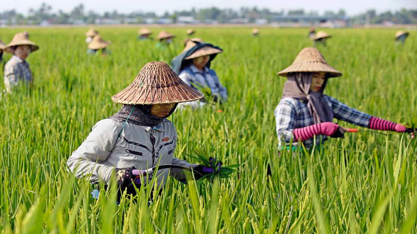 عمال مزرعة يحصدون الأرز. في 1 أيار\مايو 2018 خلال عيد العمال في ميانمار.