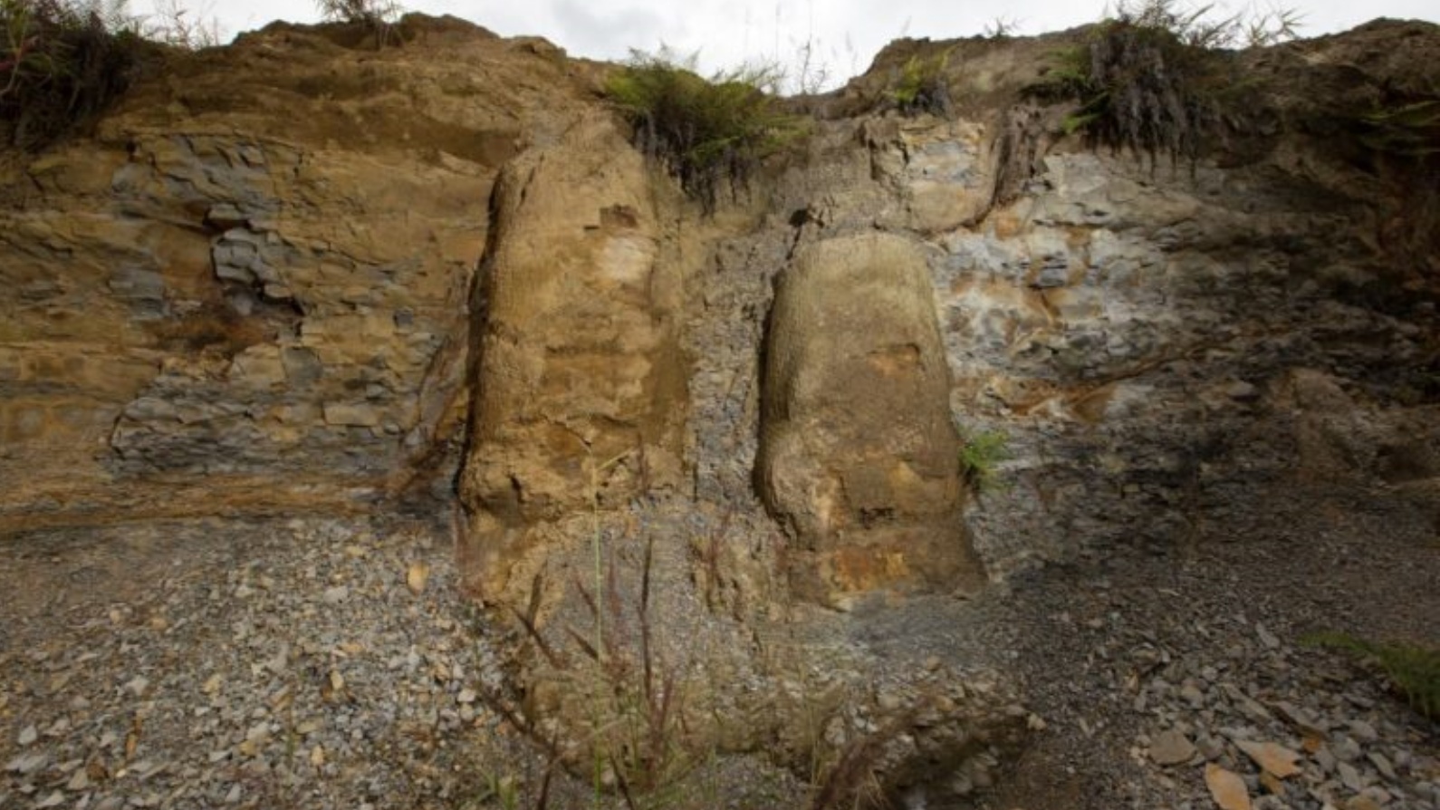 منظر للحفريات التي عُثر عليها داخل صخور غابة بها 165 شجرة في أورتيغويرا، ولاية بارانا، جنوب البرازيل