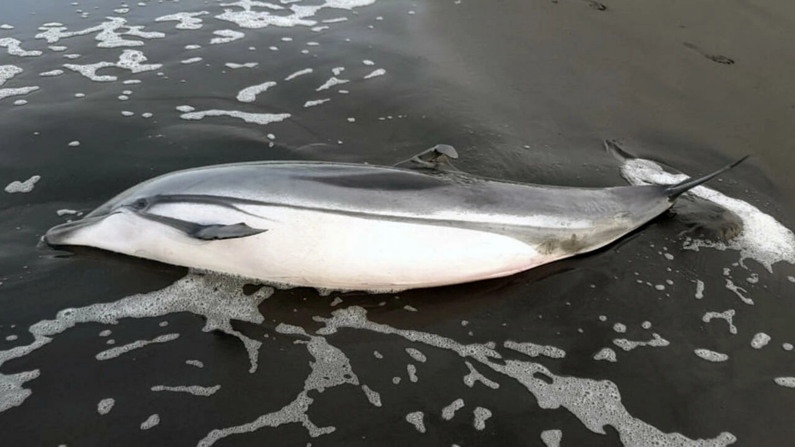 تُظهر صورة نشرها المجلس الوطني للمناطق المحمية في غواتيمالا في 23 يونيو ، دلفينًا ميتًا تم العثور عليه مؤخرًا على ساحل المحيط الهادئ في البلاد