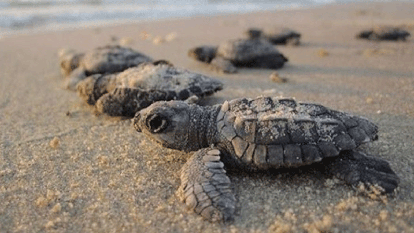 السلاحف الصغيرة على شاطئ فويرط في قطر