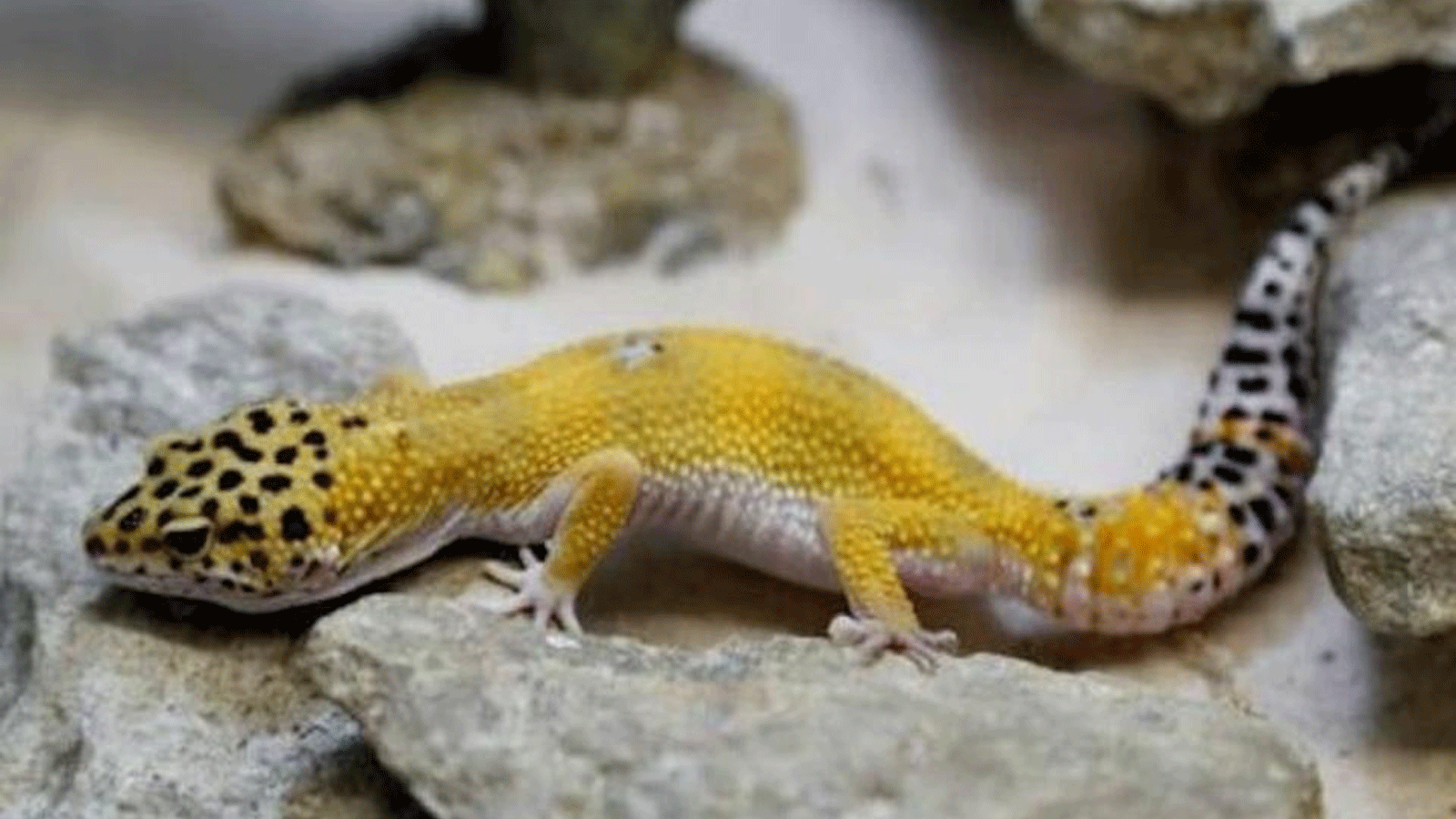 أنواع مكتشفة حديثًا من سحالي الوزغة