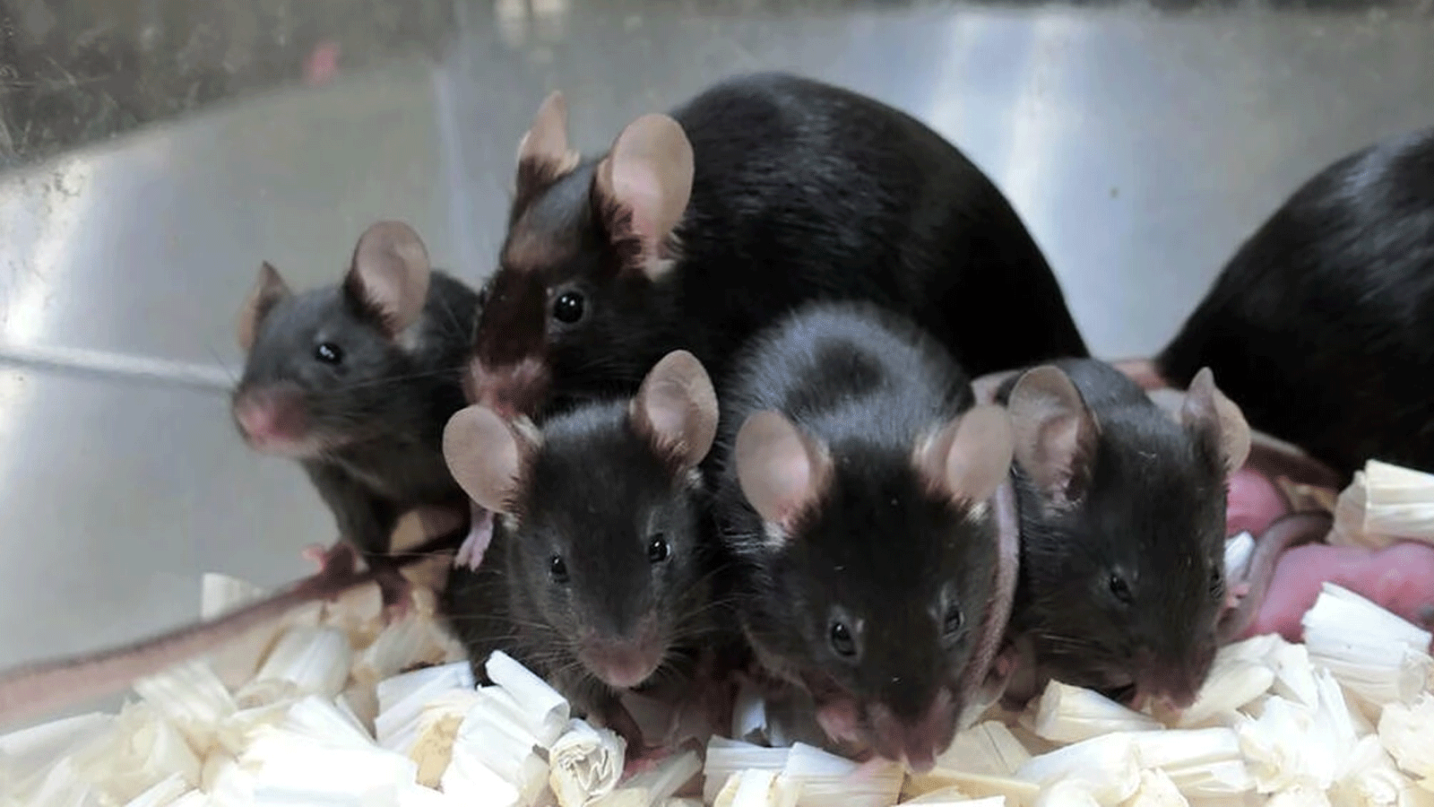  فريق واكاياما استخدم الحيوانات المنوية المجففة بالتجميد التي تم إرسالها إلى الفضاء لإنتاج صغار الفئران (جامعة تيروهيكو واكاياما في ياماناشي-Teruhiko Wakayama University of Yamanashi)