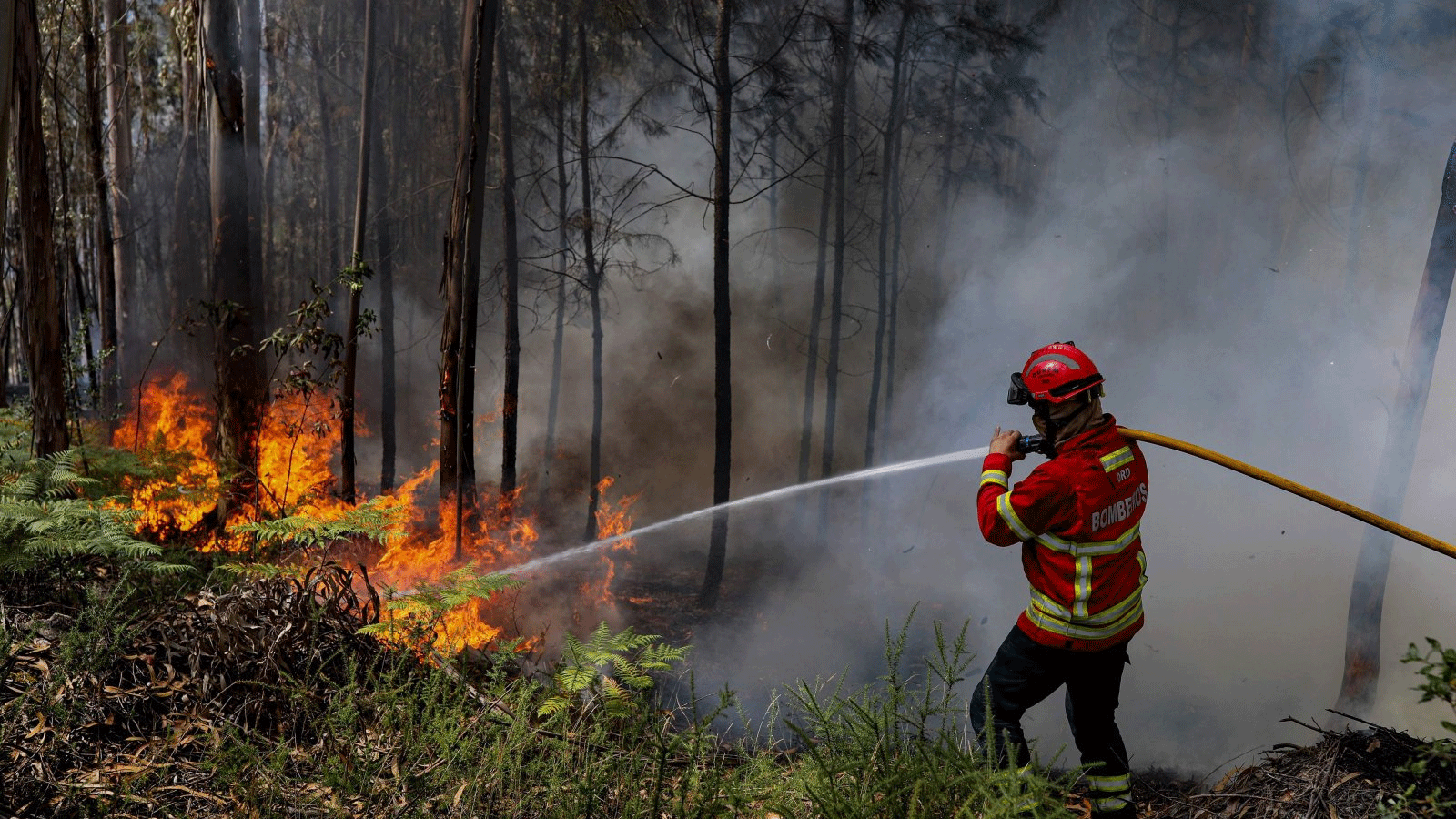 رجل إطفاء يستخدم خرطومًا أثناء عمليات مكافحة الحرائق في أوريم، البرتغال. 13 يوليو 2022.