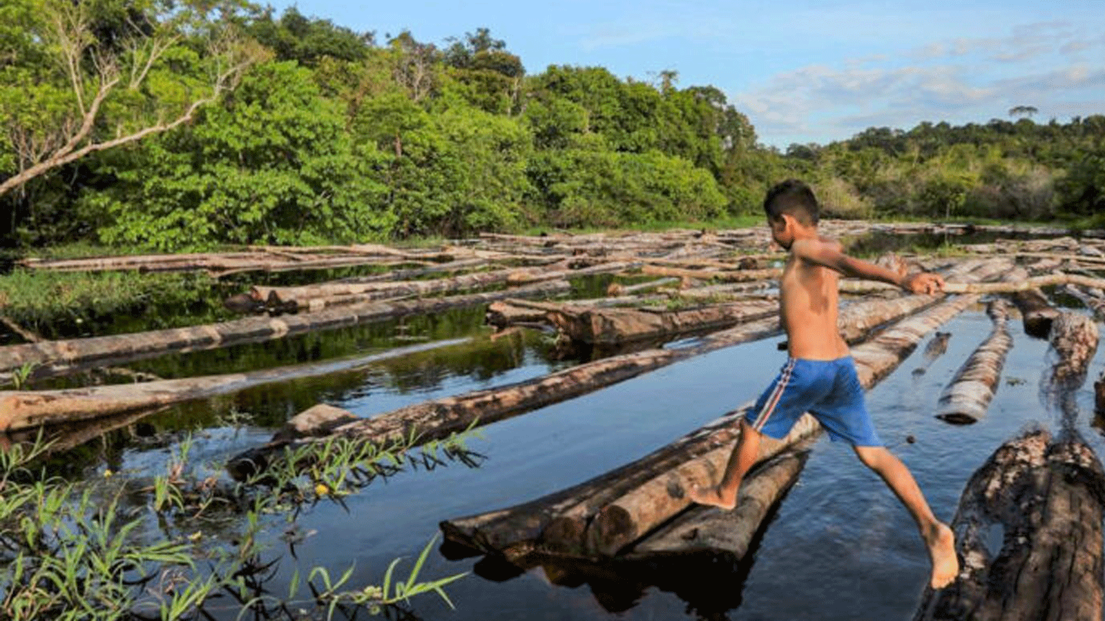 صبي يقفز فوق جذوع الأشجار التي صادرتها شرطة الأمازون العسكرية في نهر ماناكابورو، ولاية أمازوناس، البرازيل. 16 تموز\يوليو 2020.
