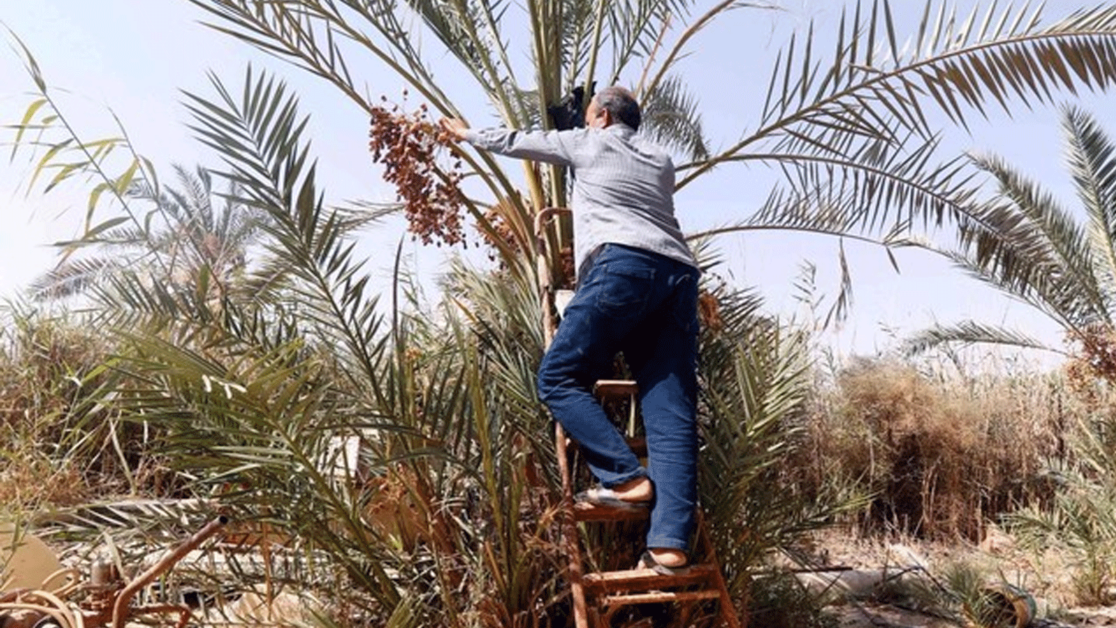 رجل يحصد تمر من نخلة في مزرعة في مدينة البصرة جنوب العراق، الذي كان يُعرف بأرض 30 مليون نخلة.