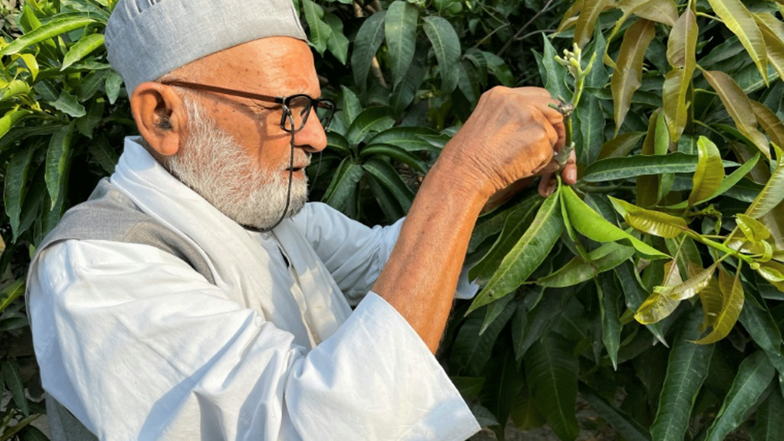 كليم الله الذي حصل على واحدة من أعلى الأوسمة المدنية في الهند لعمله في ابتكار أصناف مانجو جديدة.