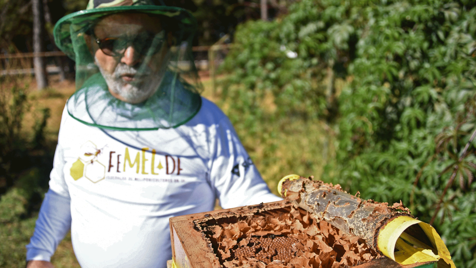 النحّال لويز لوستوسا يعرض خلية من النحل البرازيلي الأصلي في معهد أبيلا ناتيفا في برازيليا، البرازيل، 10 تموز\يوليو 2022