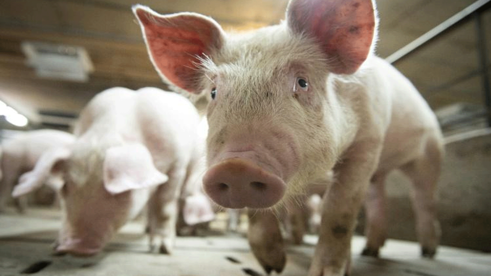 تمكن العلماء من إنعاش خلايا وأعضاء الخنازير بعد ساعة من الموت بتقنية جديدة، مما يمنح الأمل في التبرع بأعضاء بشرية في المستقبل