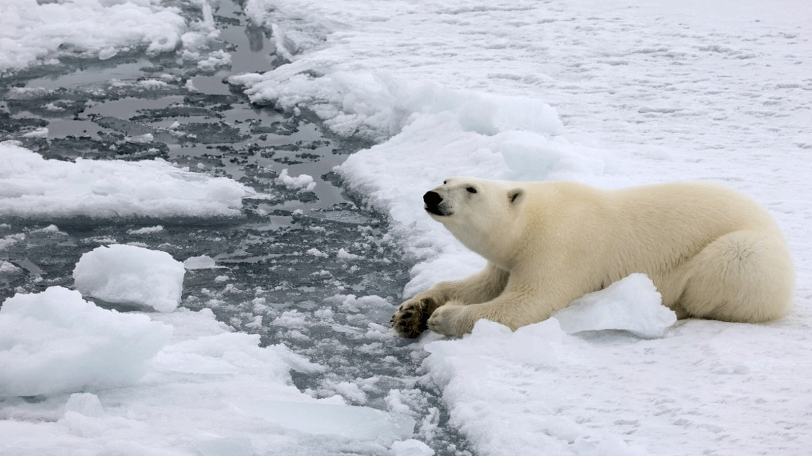 الاحترار الشديد في القطب الشمالي سيكون له تداعيات عالمية على الانسان والحيوان والمحيطات