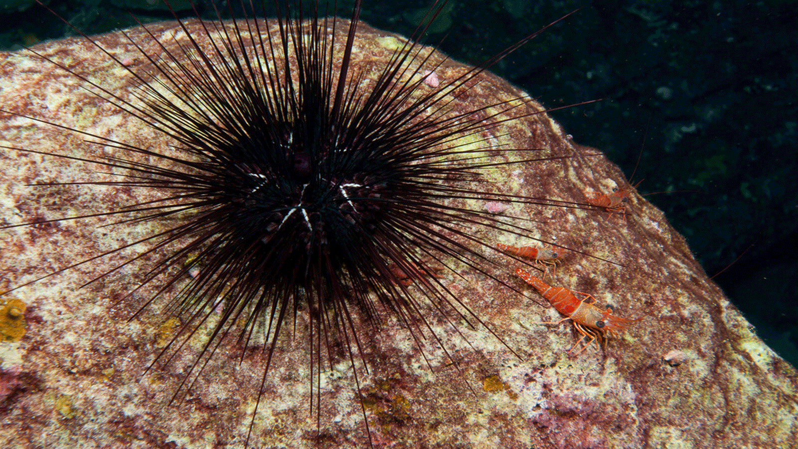 قنفذ البحر الإكليل (Diadema antillarum) في محمية Flower Garden Banks البحرية الوطنية. (الإدارة الوطنية للمحيطات والغلاف الجوي-NOAA)