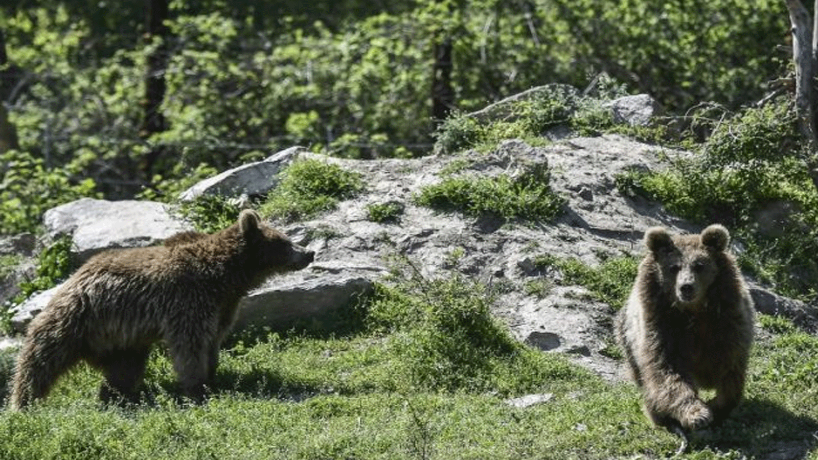 الدببة في جبال البيرينيه