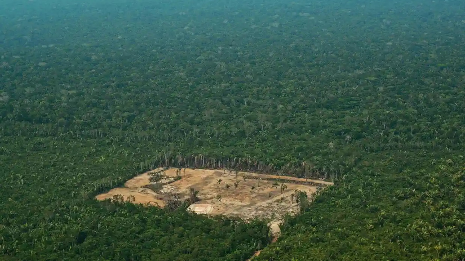 إزالة الغابات في منطقة الأمازون الغربية بالبرازيل