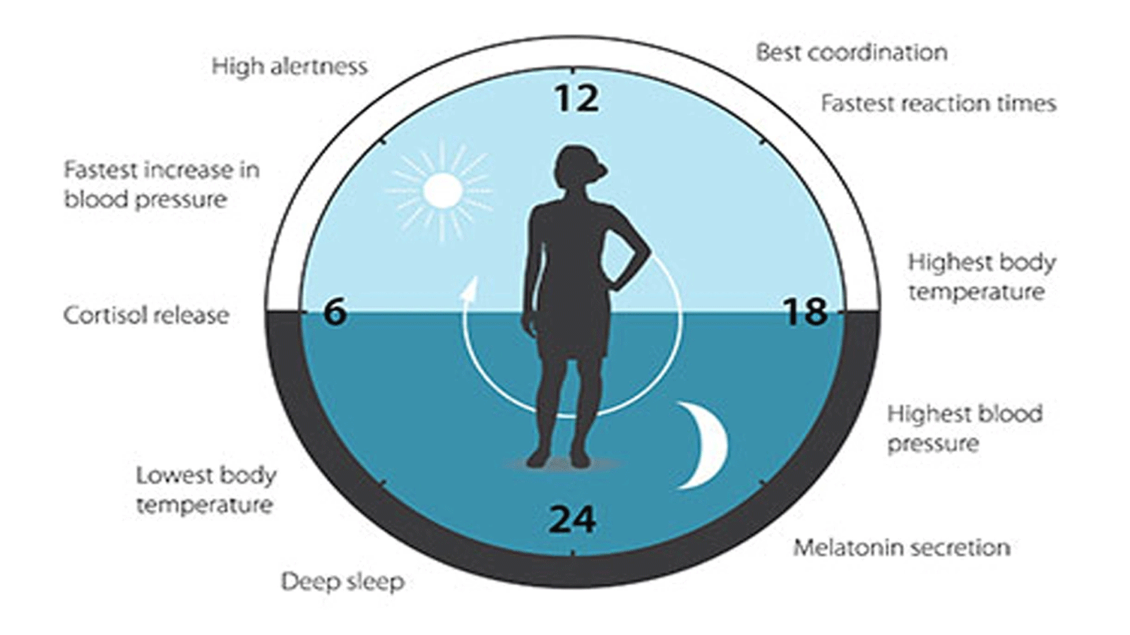 الساعة البيولوجية تساعد على تنظيم أنماط النوم وسلوك التغذية وإفراز الهرمونات وضغط الدم ودرجة حرارة الجسم. (مركز جائزة نوبل)
