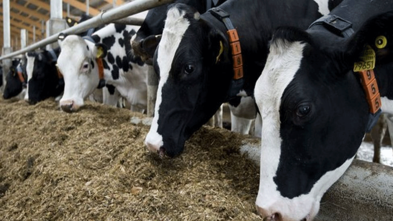 أبقار في مزرعة ألمانية تتغذى على فول الصويا في العلف المستورد من أوروبا معدّل وراثيًا