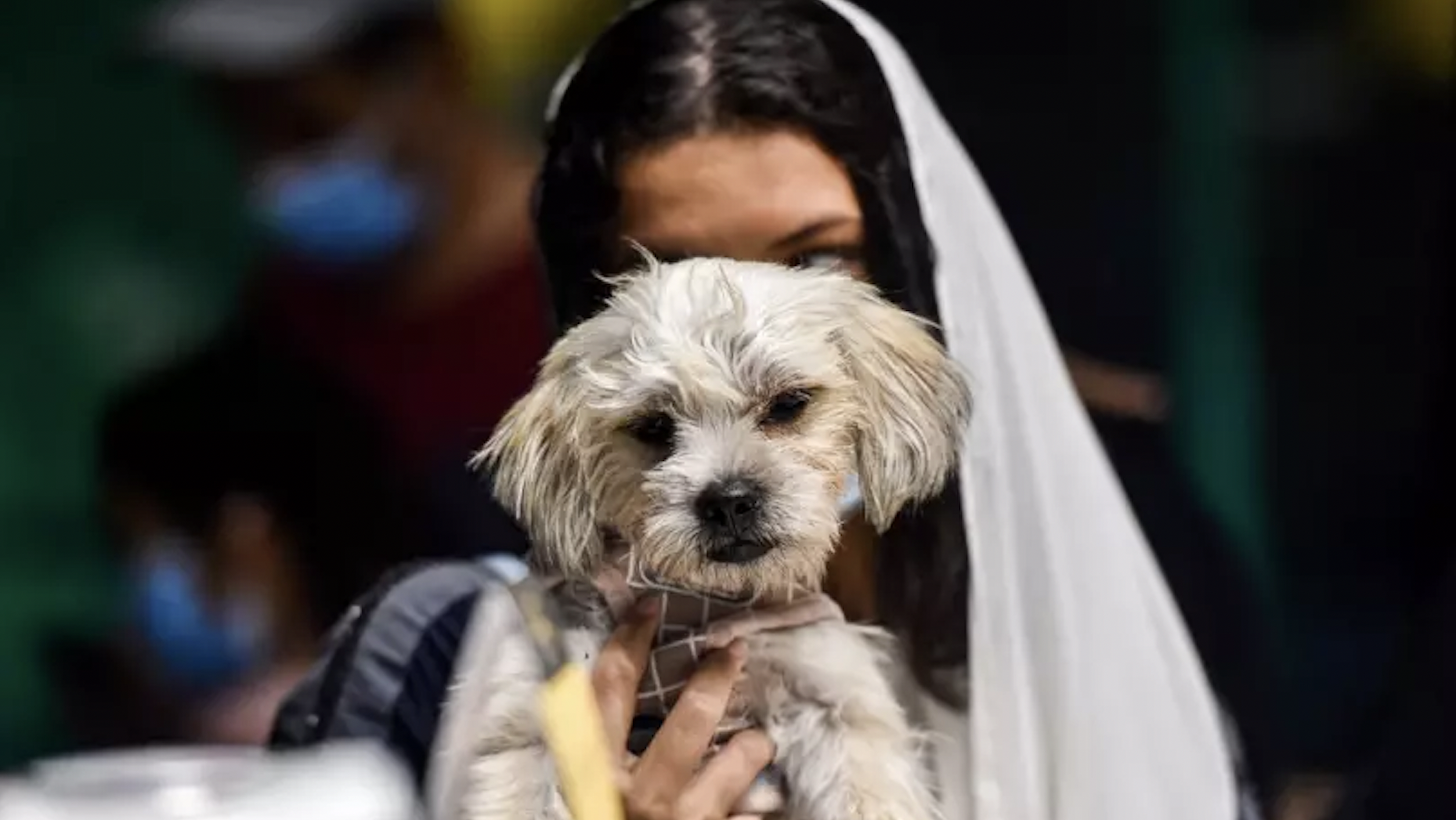 فتاة تحمل كلباً في مدينة الخبر في السعودية