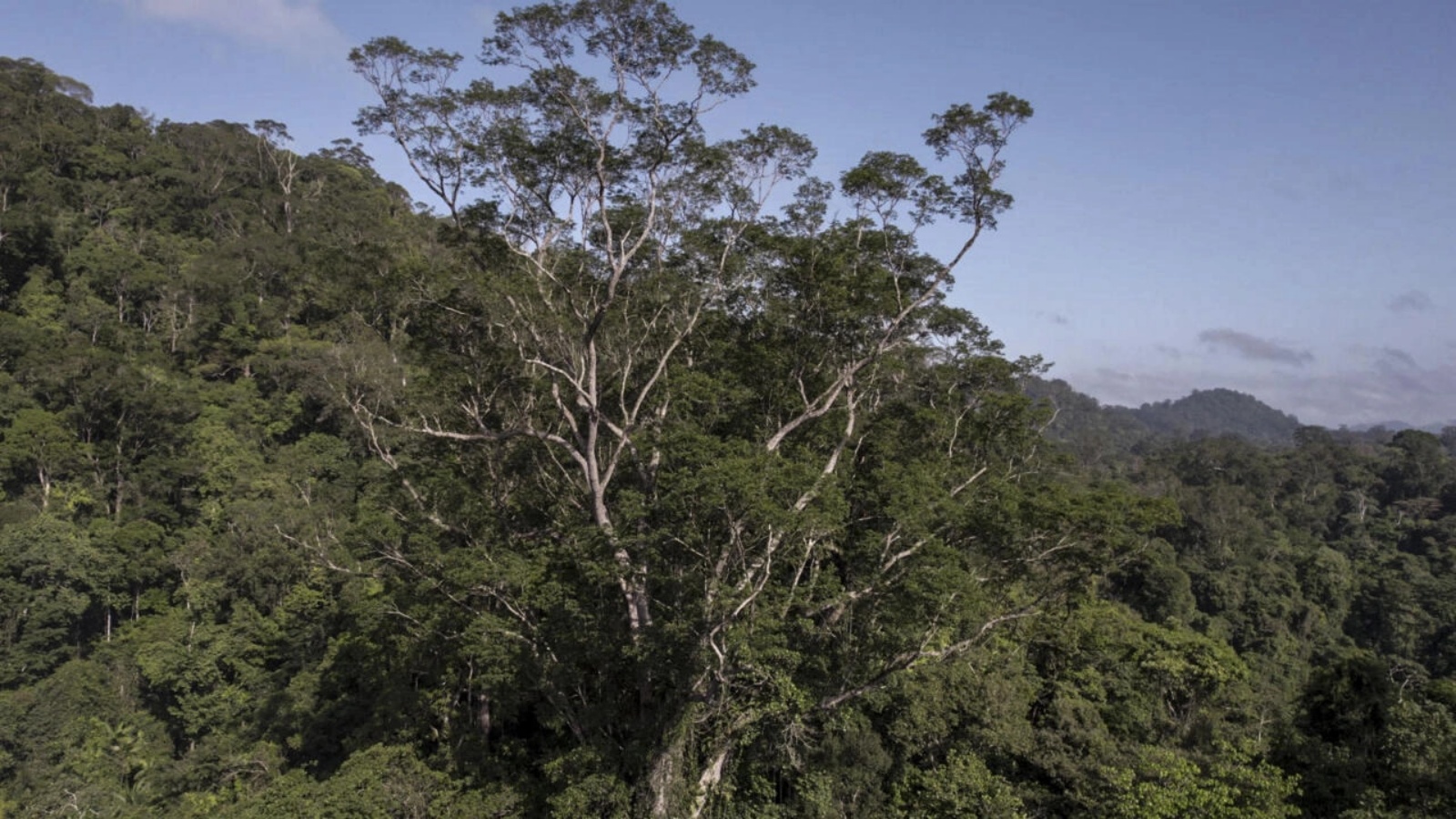 تُظهر هذه الصورة المنشورة التي أصدرتها منظمة غير حكومية Imazon شجرة Angelim Vermelho (Dinizia Excelsa Ducke) وهي الأطول التي تم العثور عليها في منطقة الأمازون