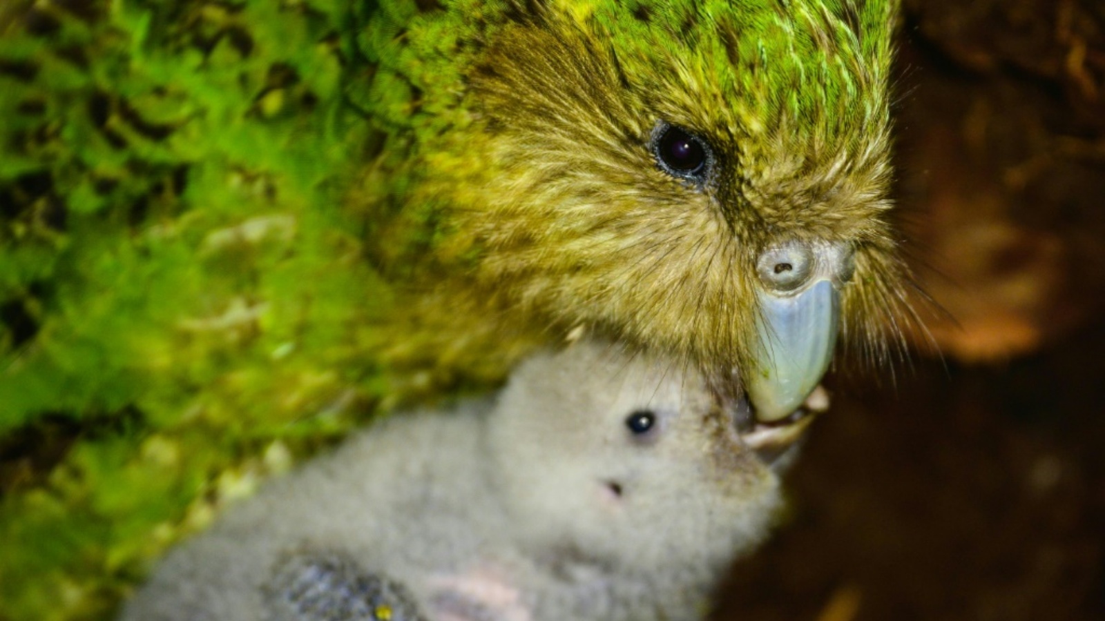 صورة ملتقطة في 25 مارس 2022 ووزعتها وزارة الحفظ النيوزيلندية في 17 أكتوبر 2022 تظهر طائر كاكابو وصغيره في جزيرة كولفيش في نيوزيلندا