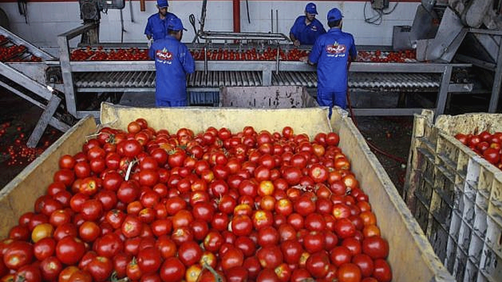 الطماطم تُشكّل مصدراً جيّداً لمضادات الأكسدة