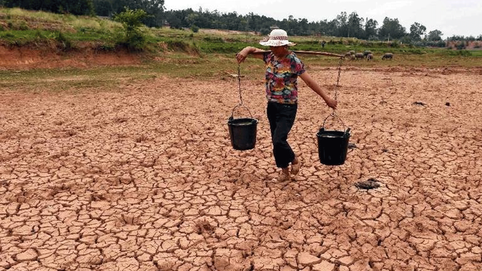 مزارع يحمل المياه في حقل جاف في بلدة شينتشياو، في مقاطعة يوننان جنوب غربي الصين، 8 يوليو\ تموز 2015(XINHUA)