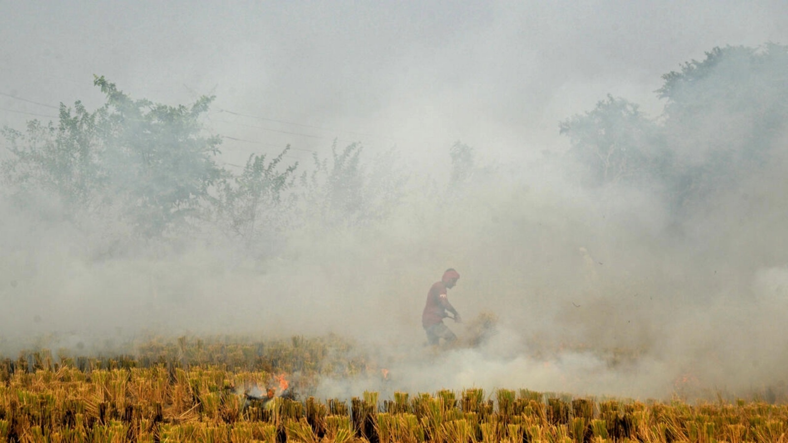 يتم حرق حقول الأرز بعد الحصاد في شمال الهند كل عام