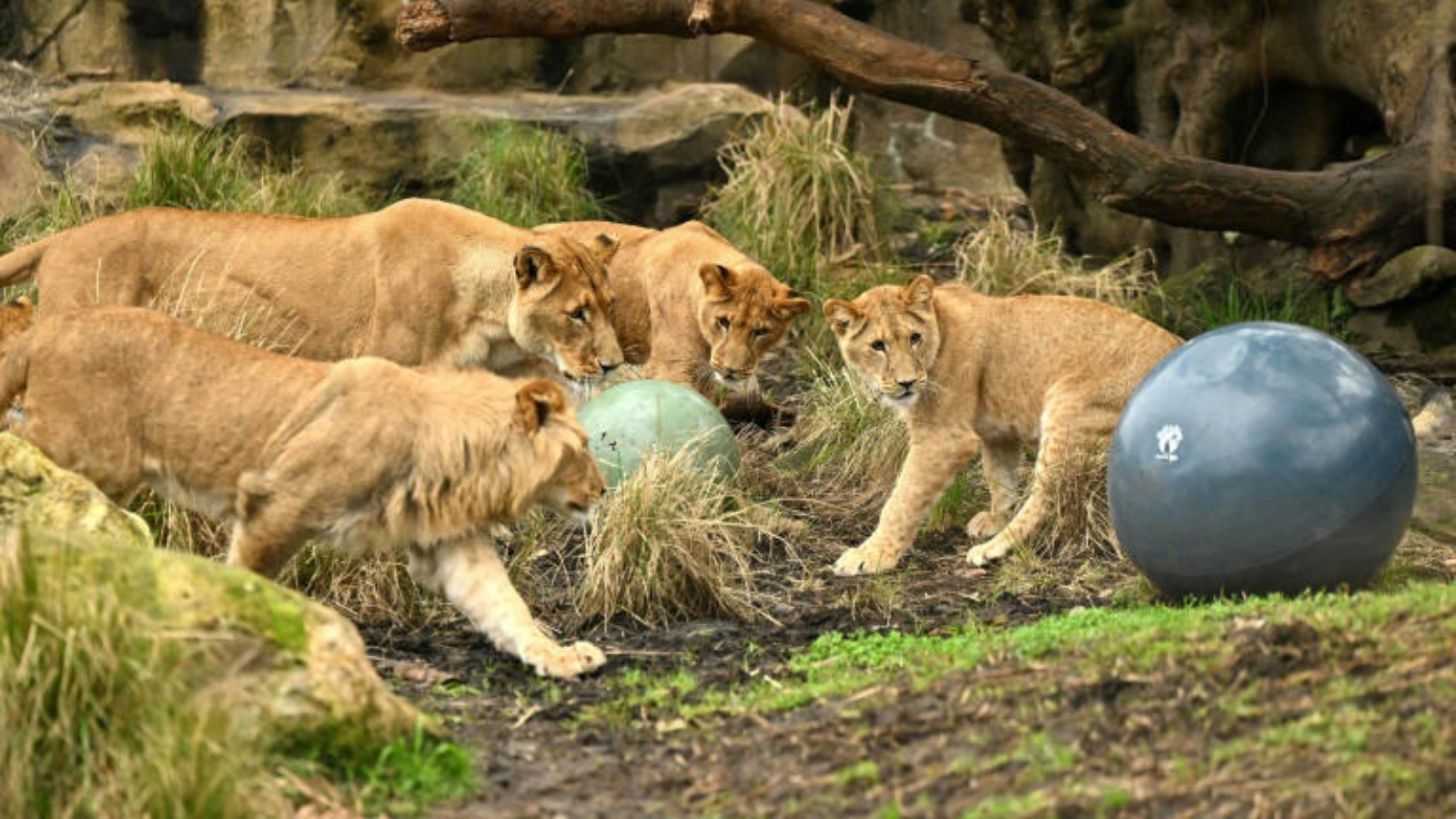 أشبال تلعب بالطابة في حديقة حيوانات في سيدني في 12 أغسطس 2022