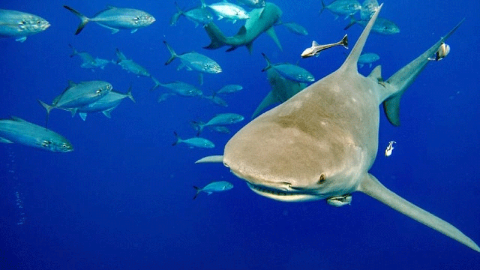  الطلب البشري على حساء زعانف القرش، لا سيما في شرق آسيا، يُهدد تجمعات أسماك القرش