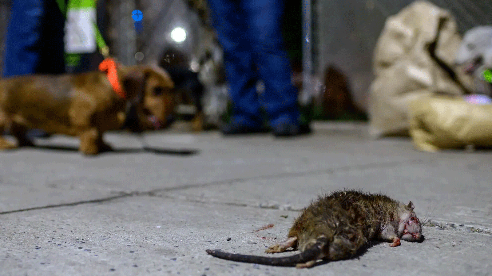 في عام 2021، بعد الوباء، نظمت جمعية خاصة لسكان مانهاتن تسمى R.A.T.S عمليات صيد مع كلابهم لقتل أكبر عدد ممكن من الفئران