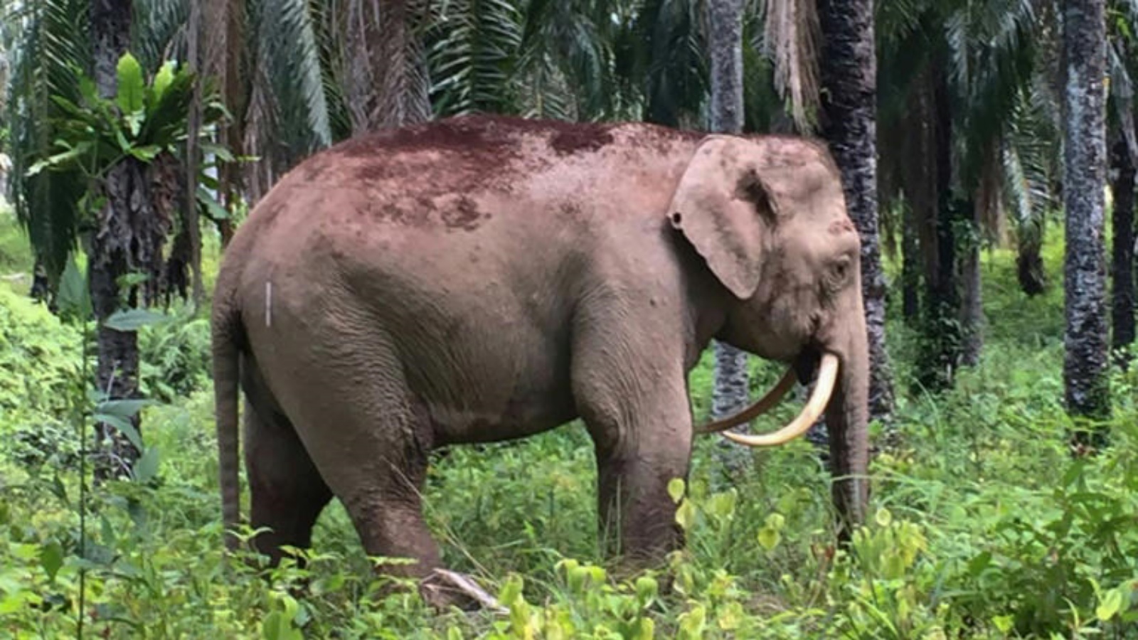 فيل في ولاية صباح الماليزية، الصورة نشرتها الهيئة المعنية بالحياة البرية في الولاية بتاريخ 11 أغسطس 2016