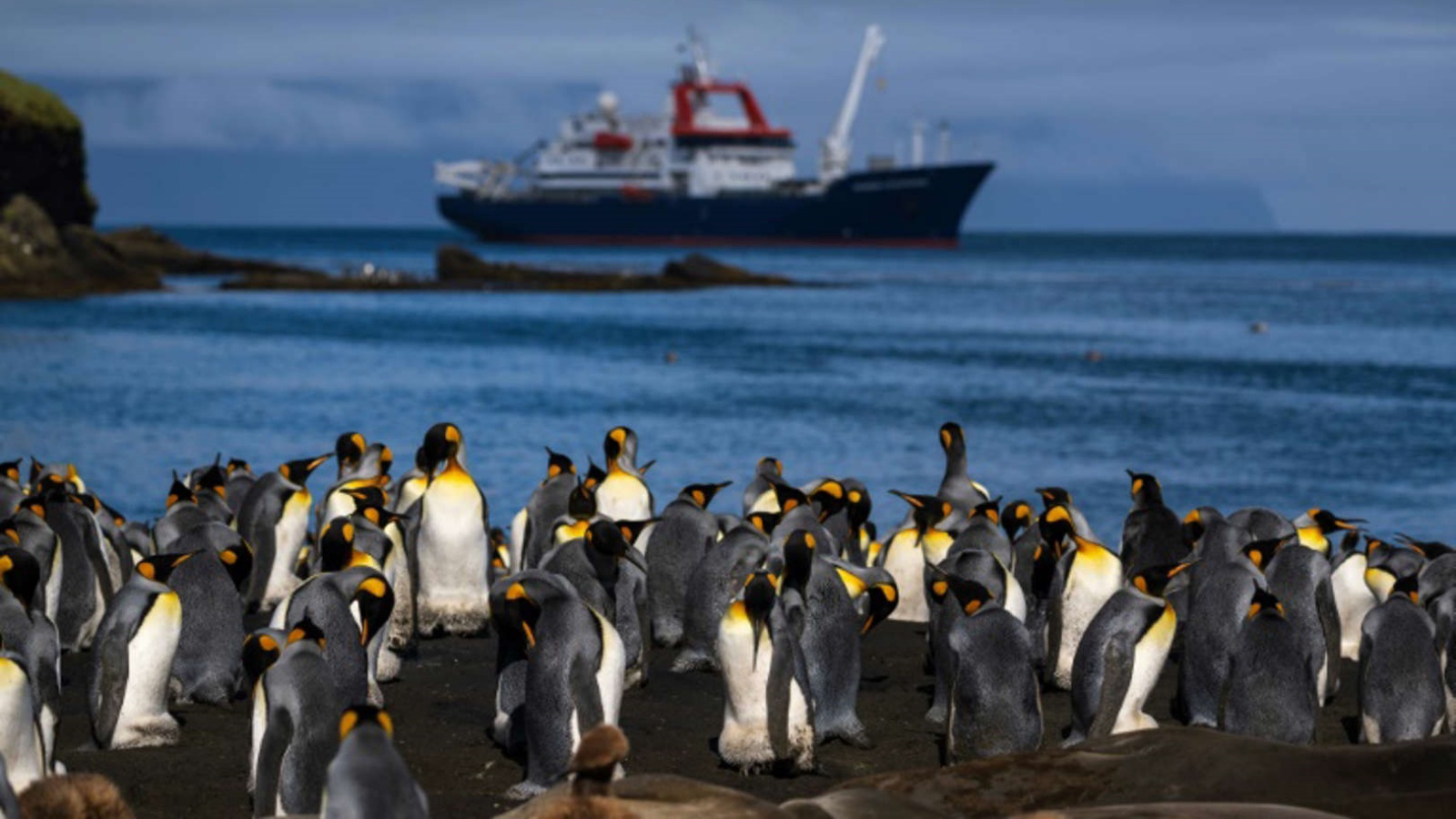 حيوانات من نوع البطريق الملك في جزيرة بوسيسيون التابعة لجزر كروزيه الفرنسية في المحيط الهندي في 20 ديسمبر 2022