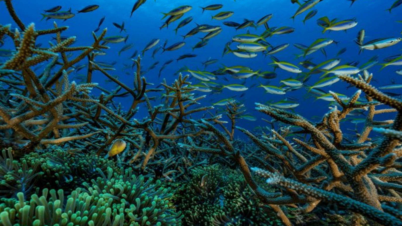 الأسماك الخاصة تسبح بين الشعاب المرجانية قبالة سواحل إقليم مايوت الفرنسي فيما وراء البحار، في أرخبيل جزر القمر في المحيط الهندي