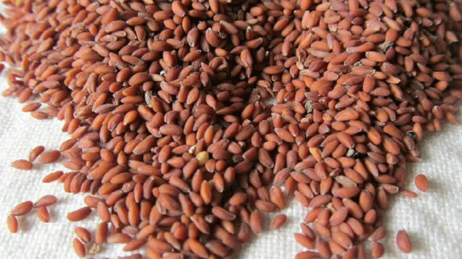 صورة متداولة لبذور الرشاد الغنية بالفيتامينات