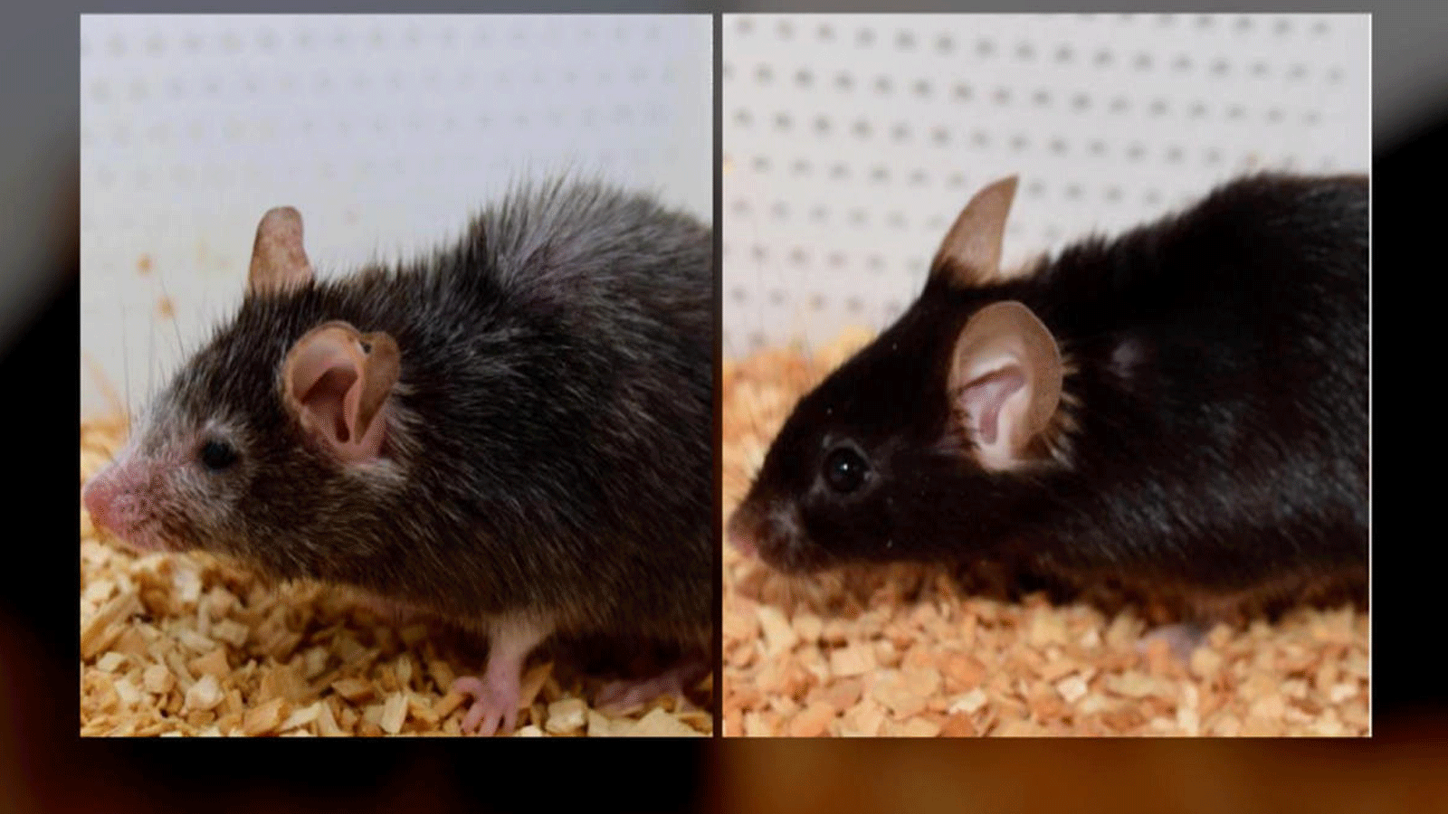 هذه الفئران تُظهر نجاح التجربة كما نشرها دكتور ديفيد سينكلير