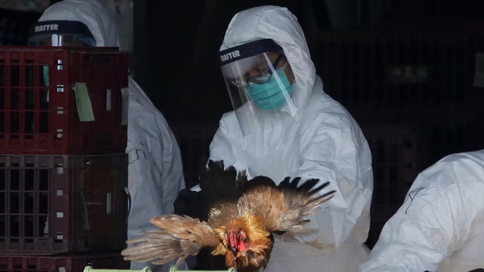 عامل يضع دجاجة في صندوق أثناء عملية إعدام في هونغ كونغ في عام 2014 بعد اكتشاف فيروس H7N9 القاتل في دواجن مستوردة من الصين.