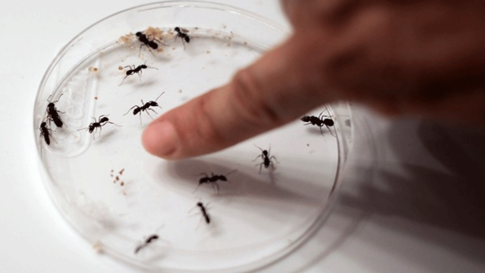 النمل قادرٌ على اكتشاف الأورام السرطانية عن طريق الشمّ
