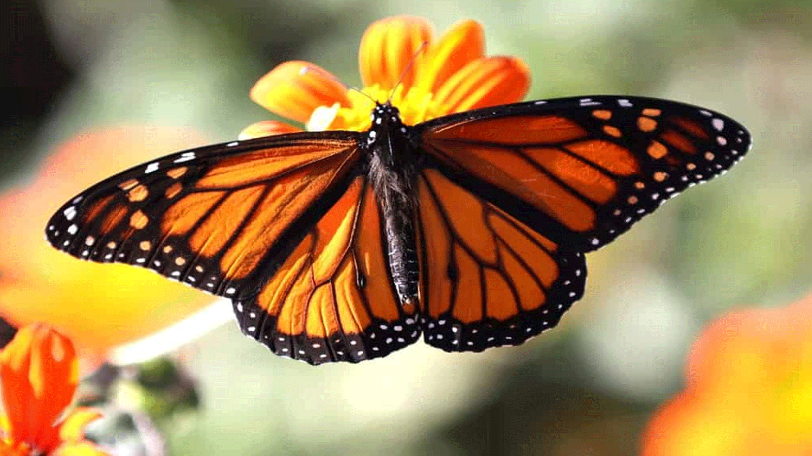 الفراشات الملكية المهددة بالانقراض تصمد أمام عواصف كاليفورنيا