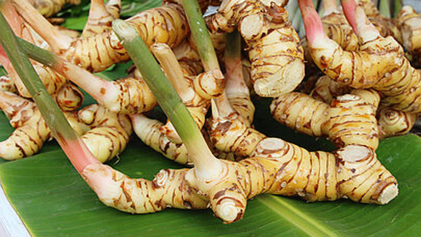 عشبة الخولنجان (Galangal Root) التي تنتمي إلى العائلة الزنجبيلية (Zingiberaceae)