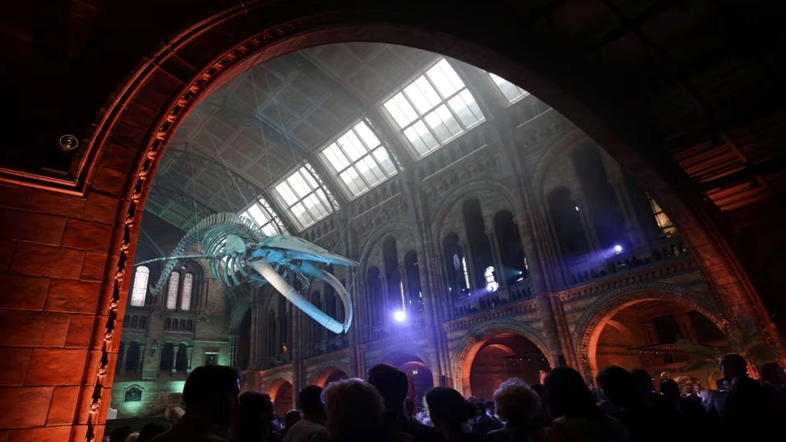  هيكلٌ عظمي لأحد أكبر الديناصورات على الإطلاق يُعرَض داخل متحف الطبيعة في لندن