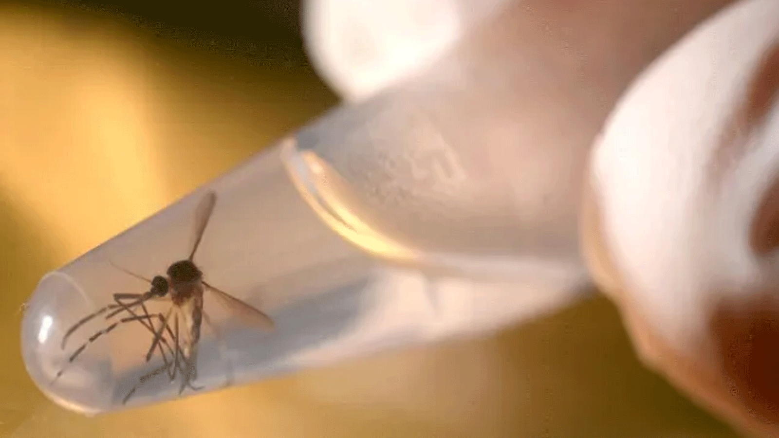 بعوض النمر المساهم الأكبر بنقل الفيروسات