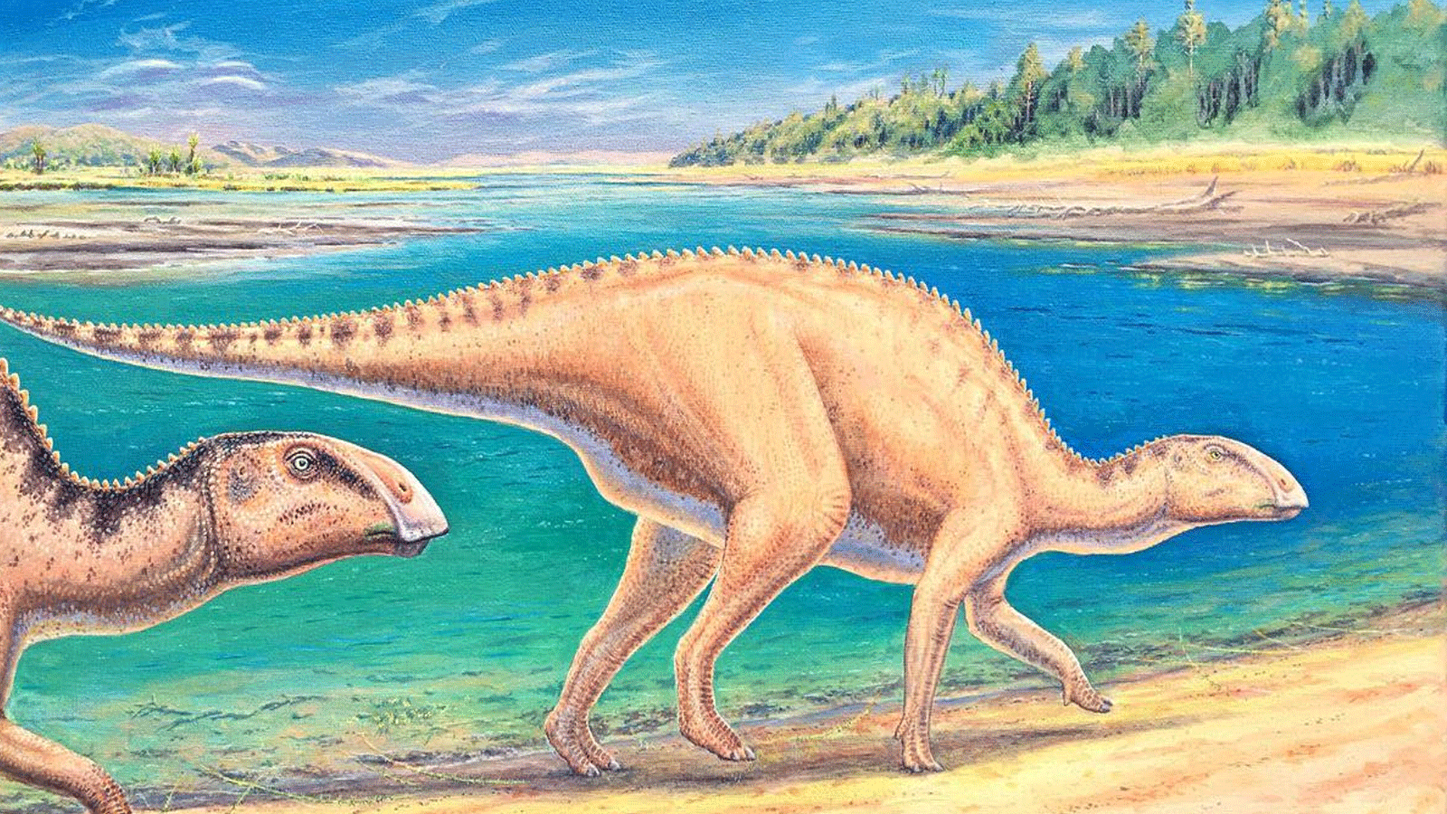 صورة نشرة صدرت في 16 حزيران\ يونيو 2023 من قبل جامعة ولاية تشيلي حيث تم العثور على بقايا في باتاغونيا واكتشف العلماء التشيليون نوعًا جديدًا من الديناصورات ذات المنقار البط التي عاشت قبل 72 مليون سنة في أقصى جنوب تشيلي