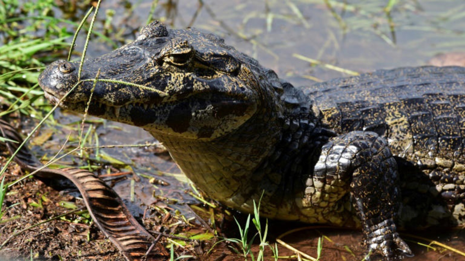 تمساح من فصيلة "كيامن" في الباراغواي في 27 يناير 2021