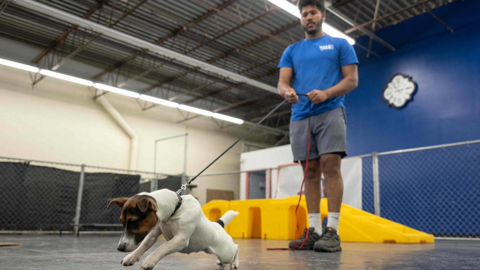 عملية تدريب الكلب على اصطياد الفئران