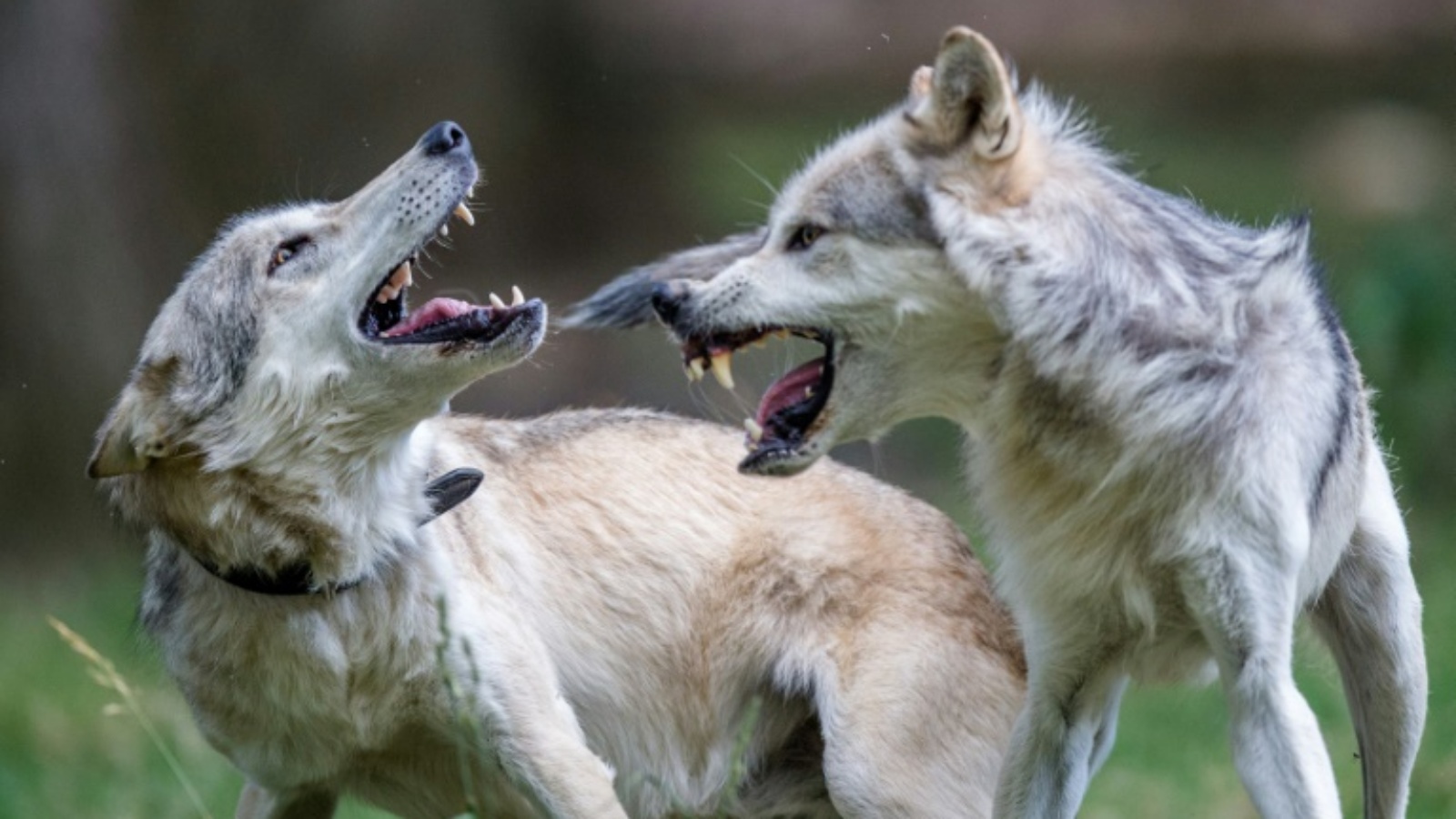 مناطق نمسوية تسمح بالقضاء على الذئاب بسبب ازدياد أعدادها