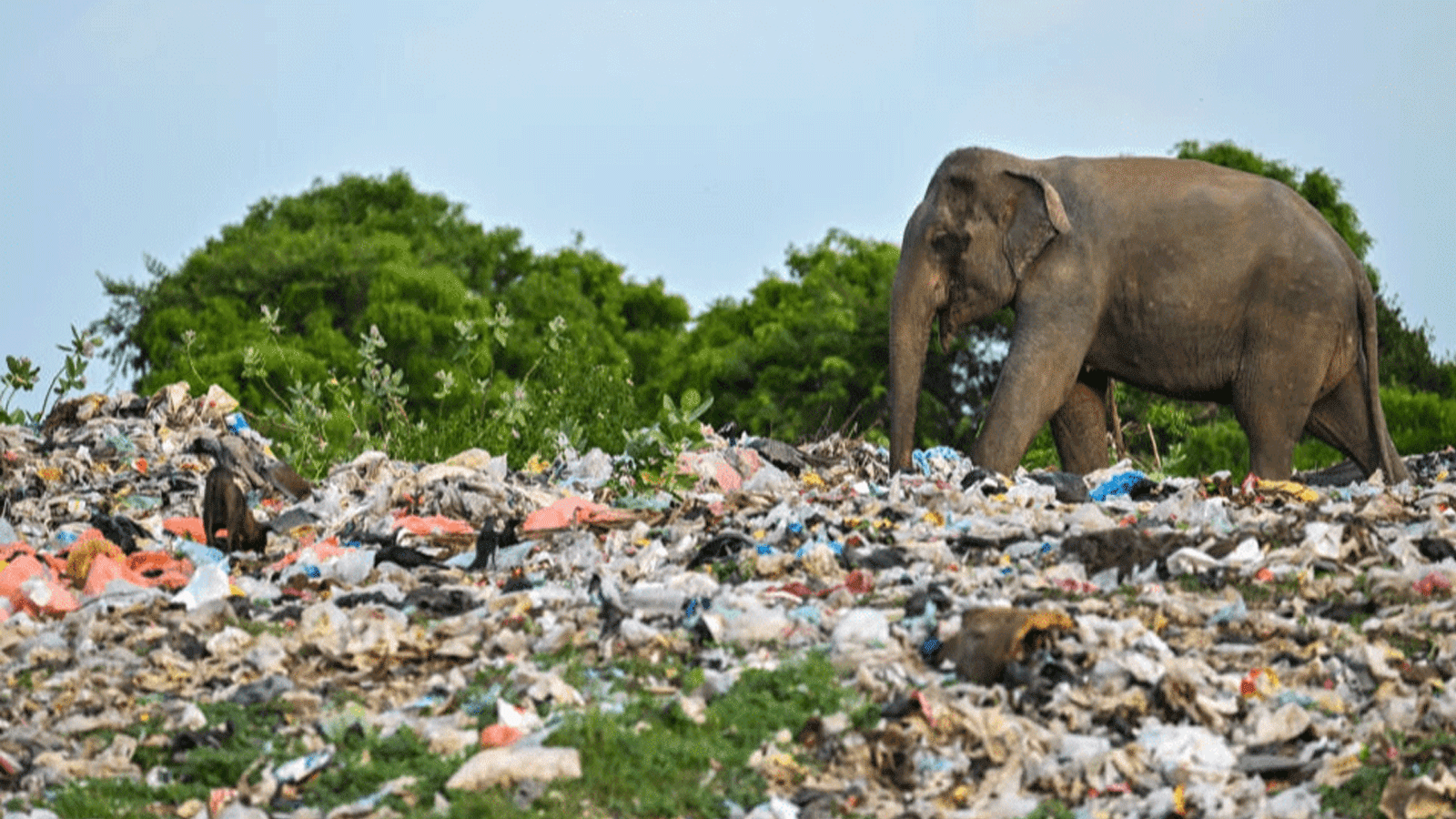 الأفيال تلتهم قطع البلاستيك في سريلانكا