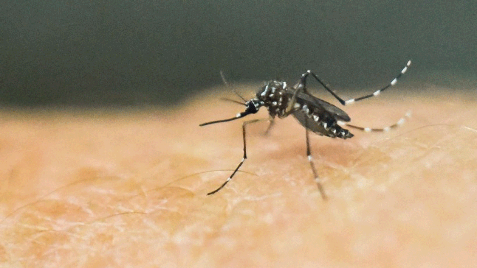 المراكز الأميركية لمكافحة الأمراض والوقاية منها (CDC) تُصدِر تنبيهًا بعد الإبلاغ عن خمس حالات ملاريا مكتسبة محليًا في فلوريدا وتكساس