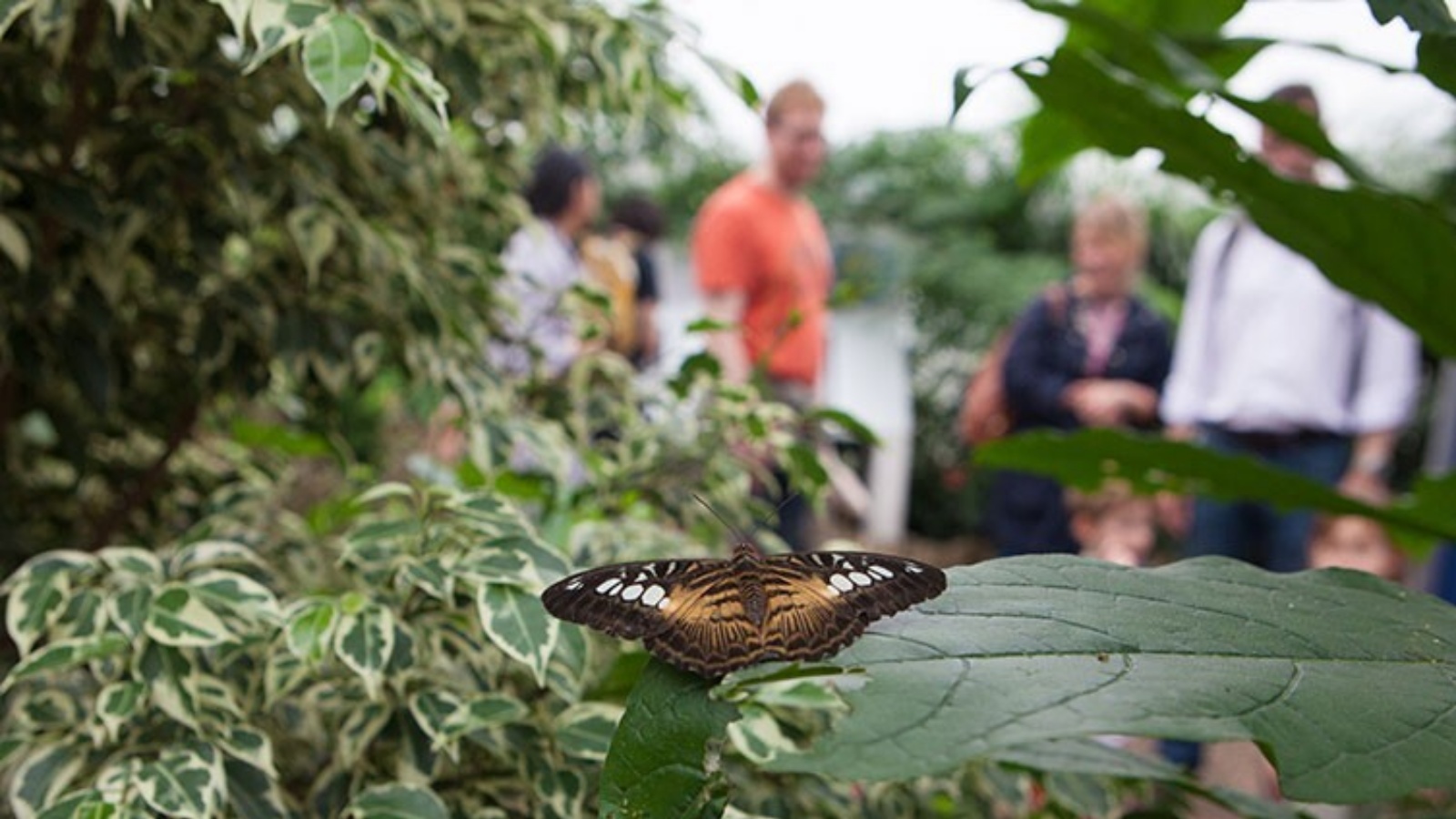 دُعي محبّو الطبيعة في أنحاء المملكة المتحدة إلى إحصاء عدد الفراشات التي يرونها أثناء تنزّههم