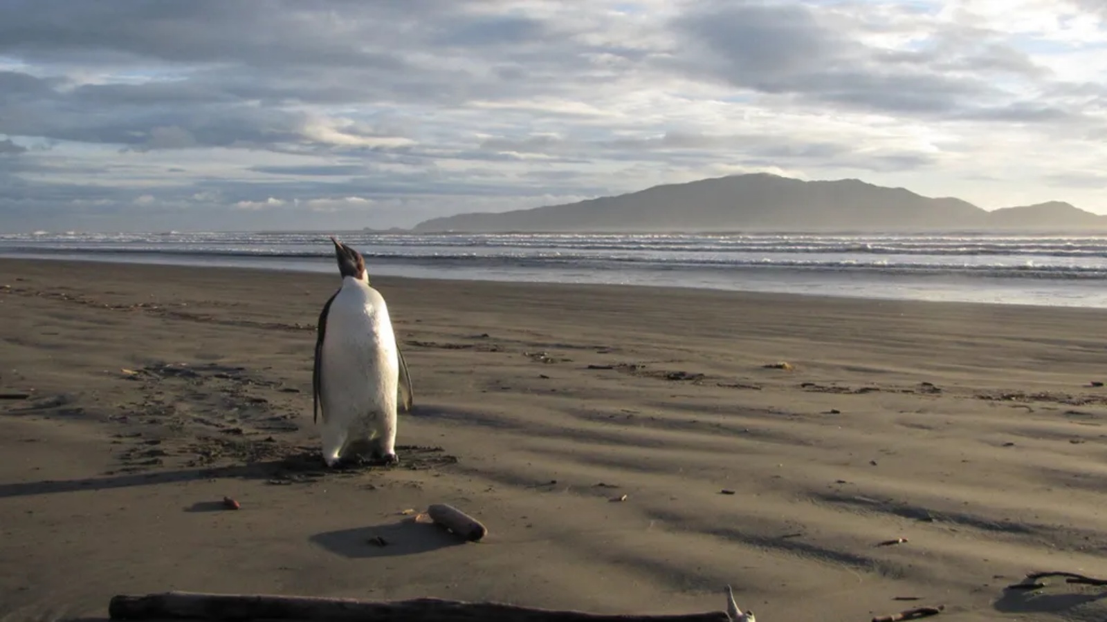 طيور البطريق تفقس كل شتاء